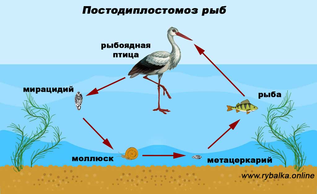 Постодиплостомоз