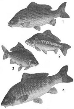 Виды карпов и сазан