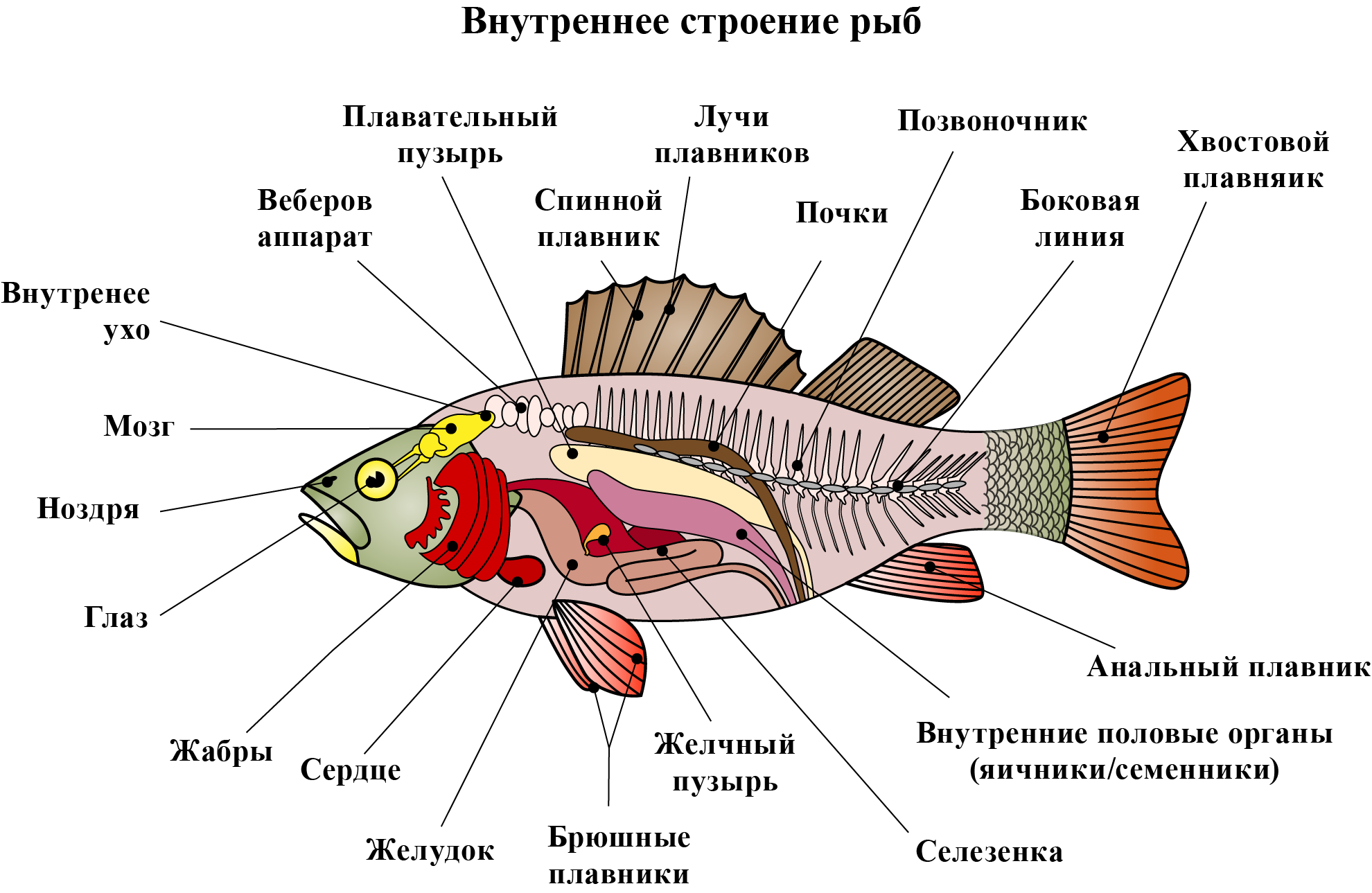 Тест по теме рыбы биология 7 класс. Внутреннее строение рыбы 7 класс пищеварительная система. Внутреннее строение рыбы схема. Внутреннее строение рыб 7 класс скелет. Внутреннее строение костистой рыбы схема.