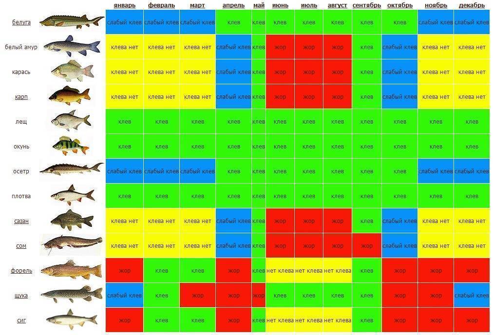 Определяем время и условия, когда щука клюет лучше всего