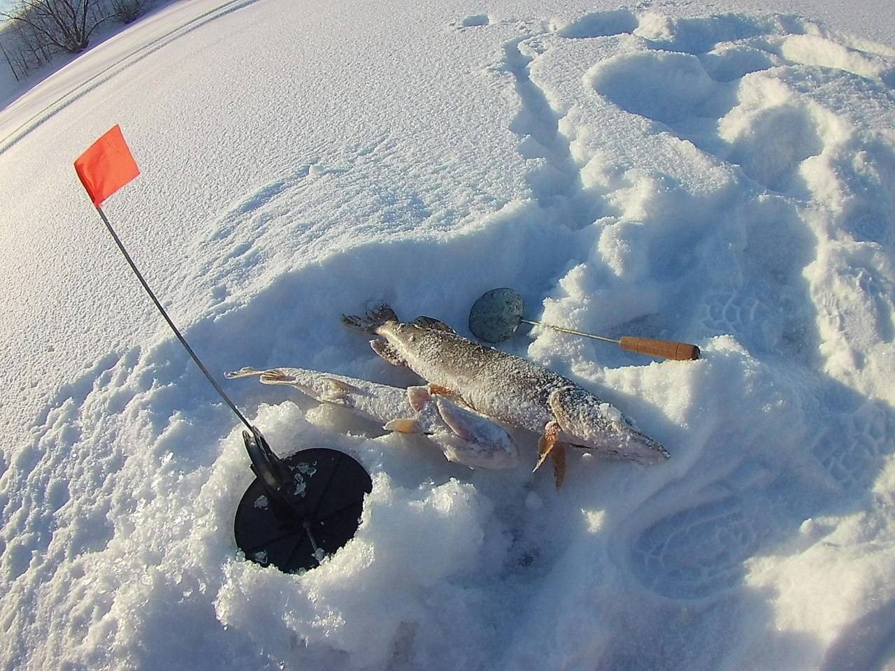 Ловля щуки на жерлицы зимой от а до я - читайте на сatcher.fish