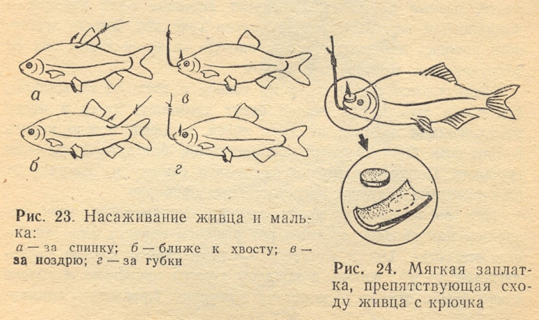 Как насадить щуку