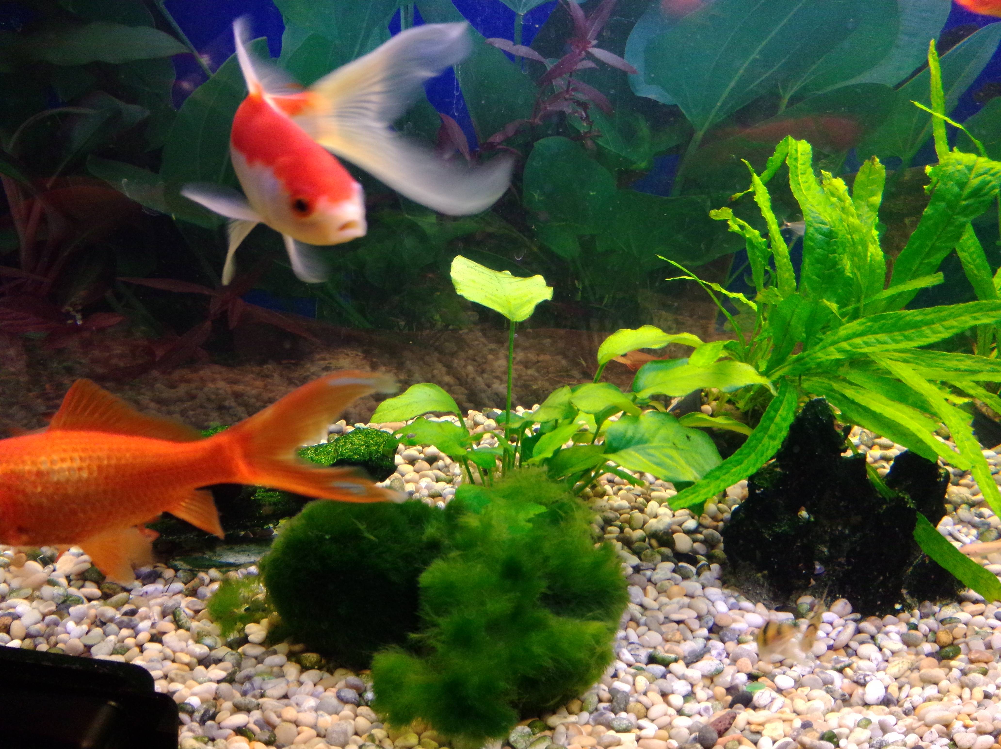 С кем уживаются золотые рыбки в аквариуме фото с названиями