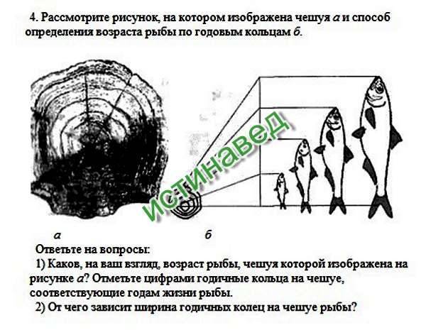 Как определить возраст рыбы по чешуе. а жизнь короткая такая