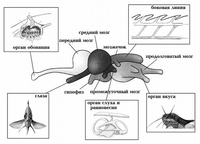 Органы чувств у рыб