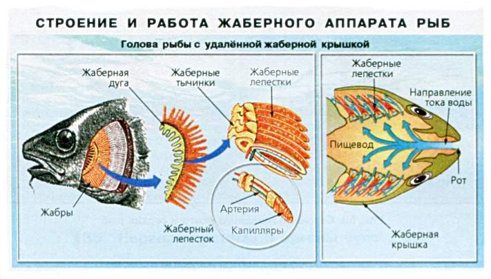 Строение жаберного аппарата рыбы.