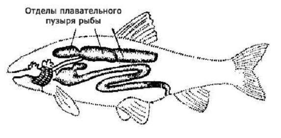 Плавательный пузырь рыбы.