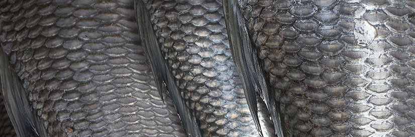 fish_scales