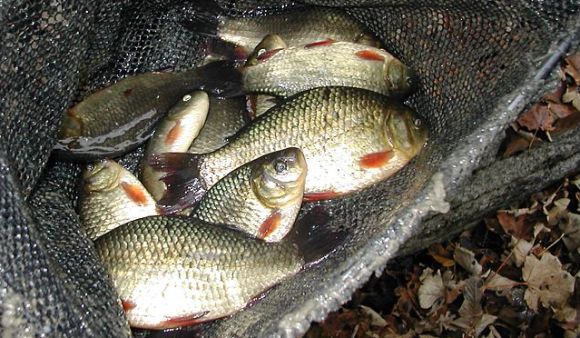 Рыбалка на Можайском водохранилище