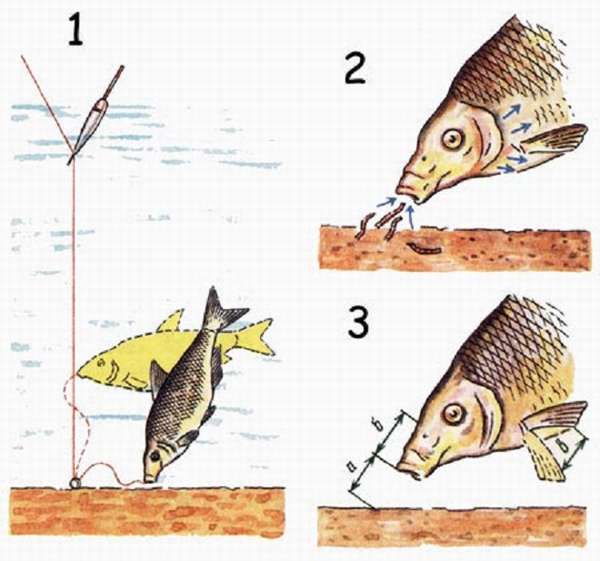 Особенности поклевки