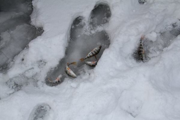 Ловля окуня зимой на мормышку: мотыльная и безмотыльная снасти