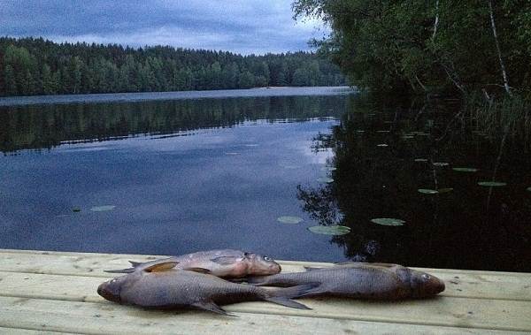 12-лучших-рыболовных-мест-в-Архангельской-области-Платные-и-бесплатные-7