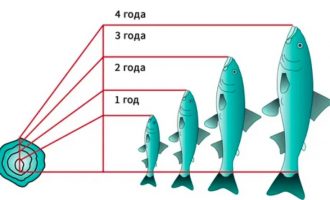 особенности определения возраста рыб