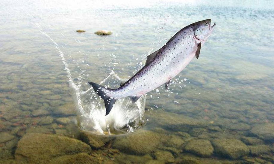 Семга выпрыгивает из воды