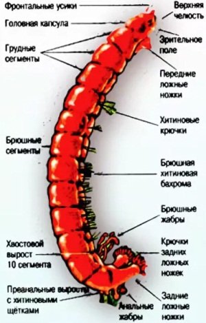 Все про мотыль для рыбалки: как добыть, как хранить в домашних условиях и как насаживать