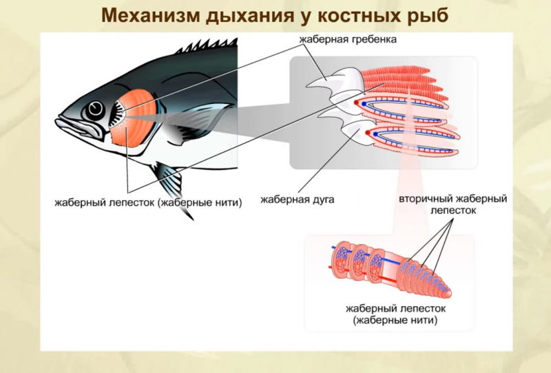 Жабры костистых рыб