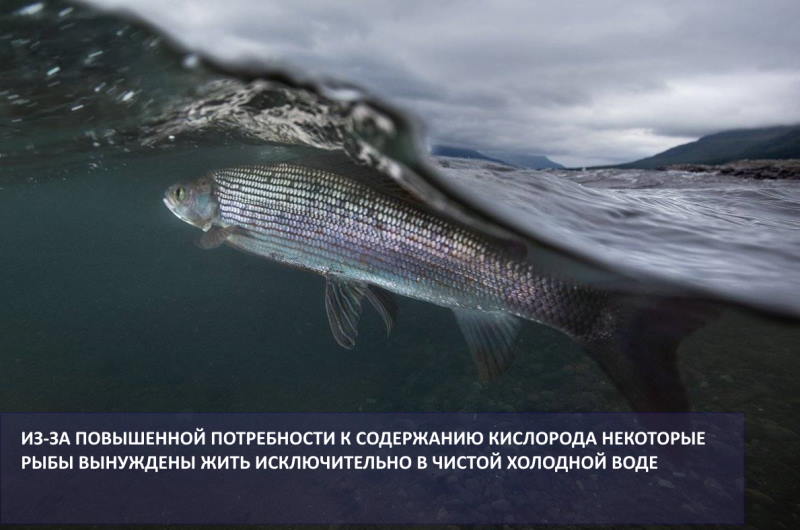 Как рыбы дышат в воде