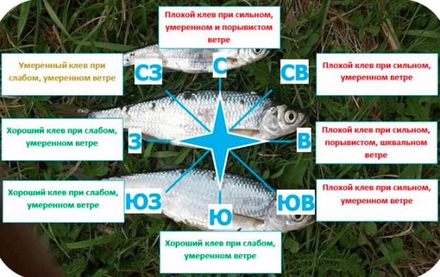 При каком ветре лучше клюет рыба - влияние направления, силы, порывов и резкой смены
