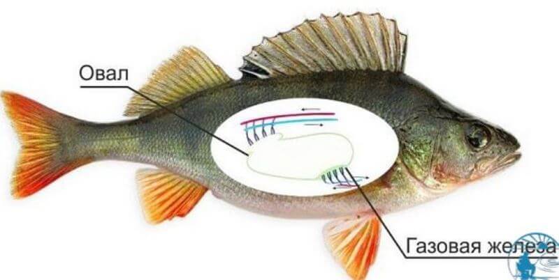пузырь окунь