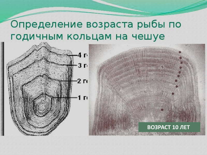 Способ определения по чешуйкам