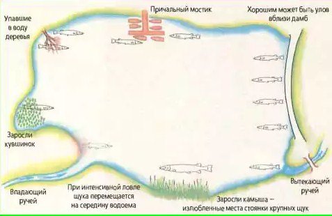 Щука осенью: повадки и ловля в сентябре, октябре и ноябре