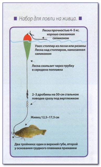 Окунь осенью: повадки и ловля в сентябре, октябре и ноябре