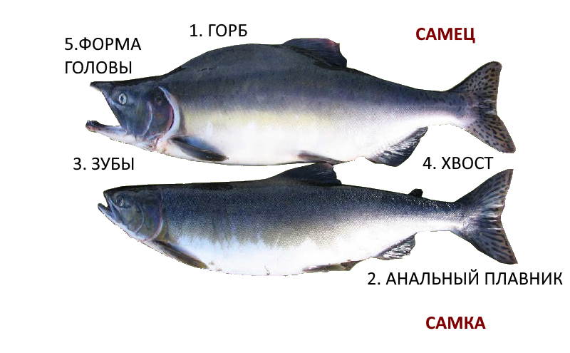 Как отличить самку горбуши от самца