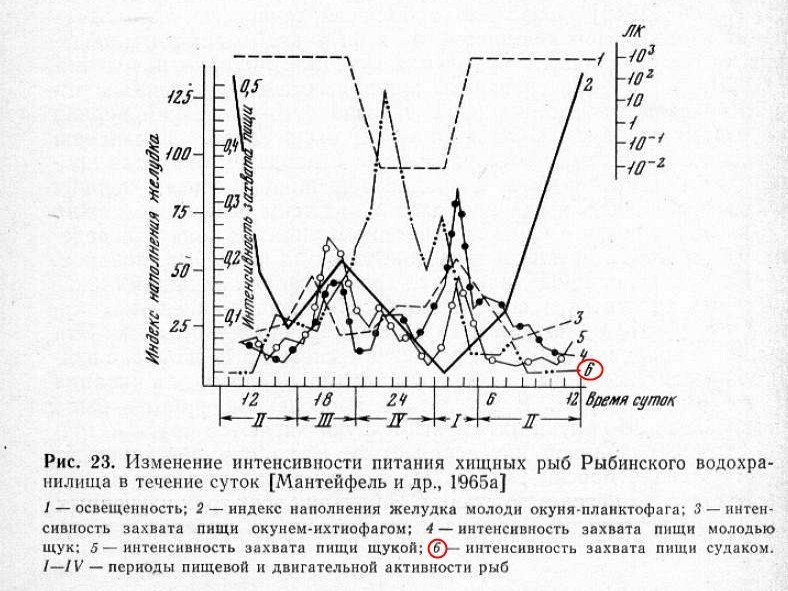 Ловля судака зимой - зимние снасти, приманки и советы по клыкастому хищнику