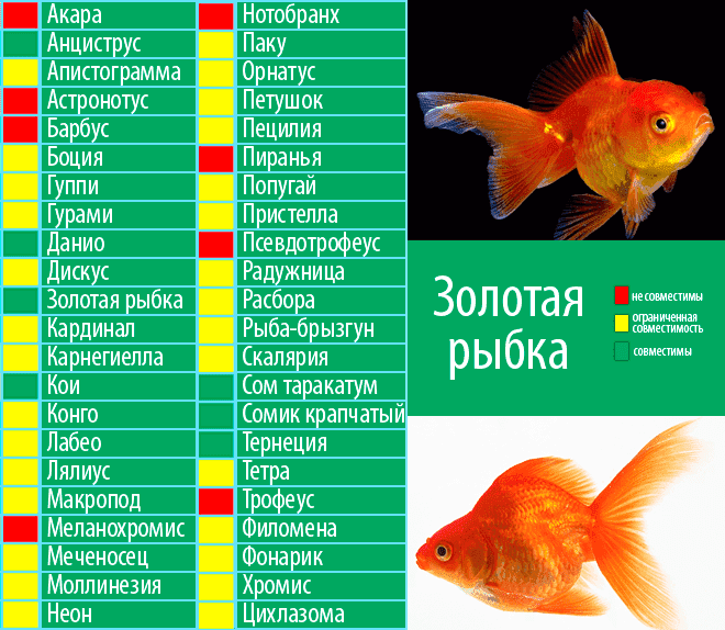 Золотые рыбки: совместимость с другими рыбками