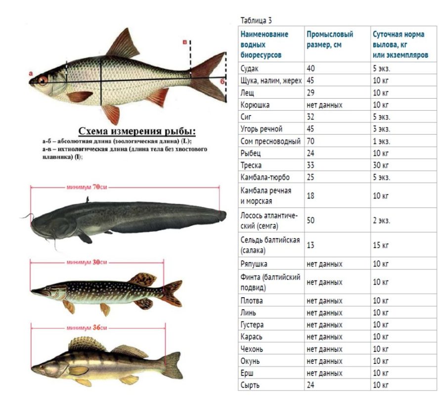 Размеры рыб