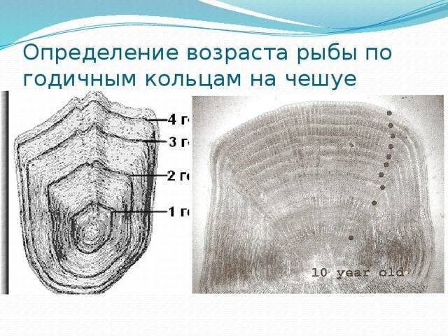 Как определить возраст рыбы: по чешуе и по костям