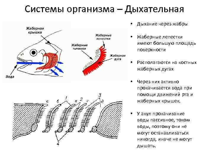 Характерные жабры, функции, типы и важность / биология | thpanorama - сделайте себя лучше уже сегодня!