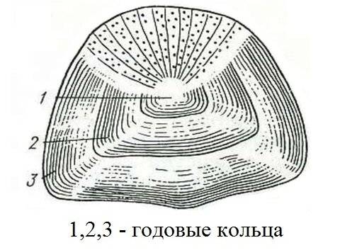 Можно ли определить возраст рыб? - «как и почему»