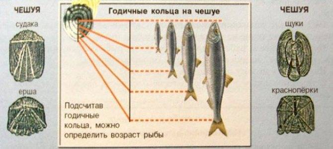 Как определить возраст рыбы по чешуе: особенности годовых колец