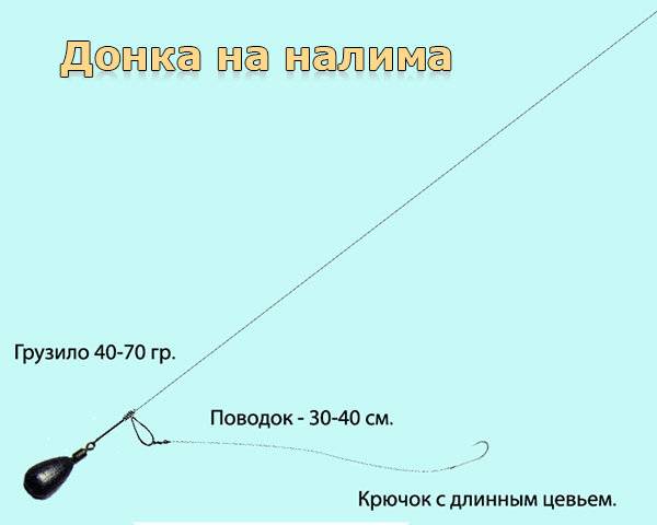 Техника ловли налима на донку осенью и подготовка снасти