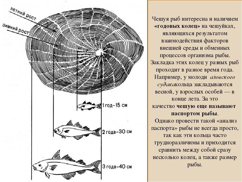 Как определить возраст рыбы: методы, позволяющие узнать ее историю по чешуе