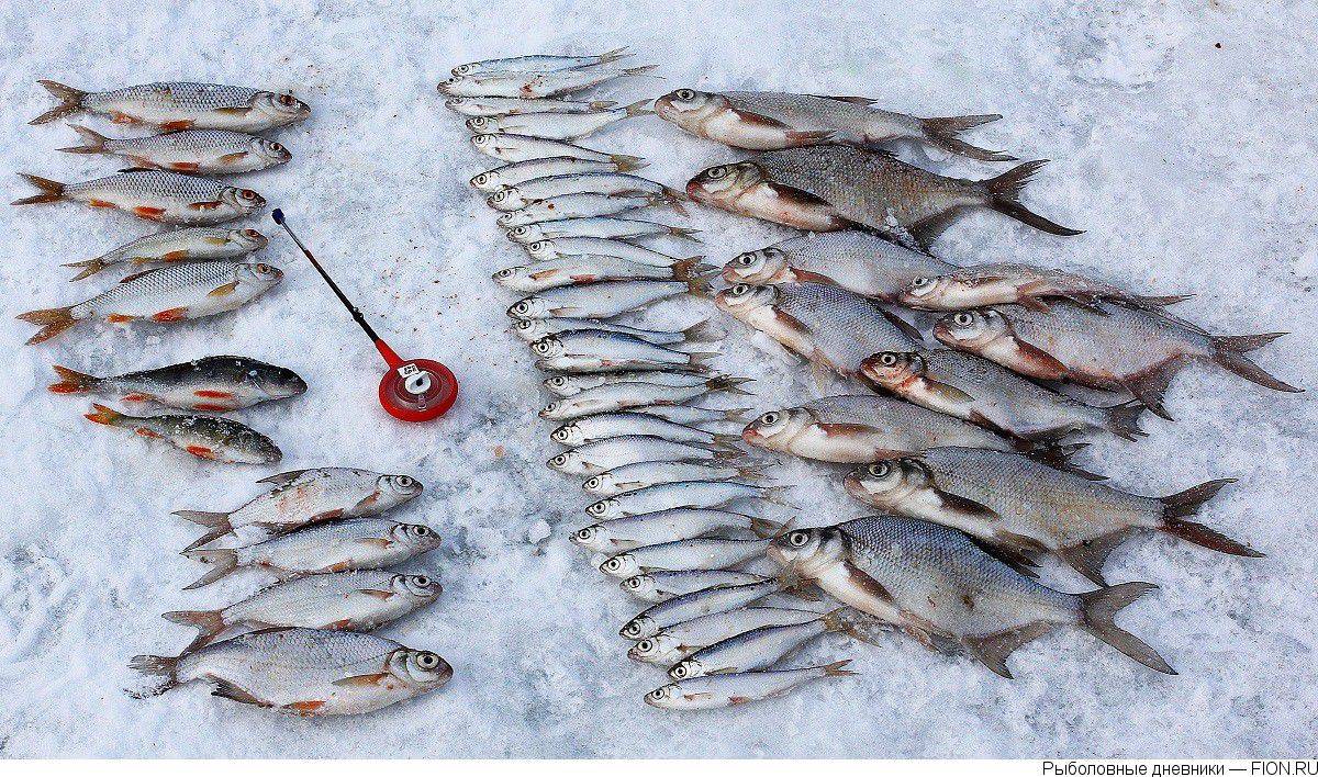 Можайское рыбалка. Рыбалка Можайское водохранилище Красновидово. Можайское водохранилище зимняя рыбалка. Рыбы Можайского водохранилища. Зимняя рыбалка на Можайском водохранилище.