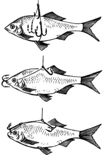 Как насаживать живца на крючок: выбор, способы насадки, советы