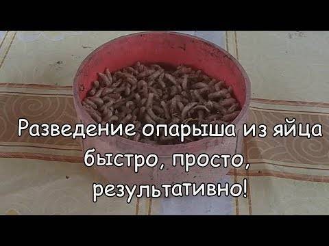 Опарыш для рыбалки