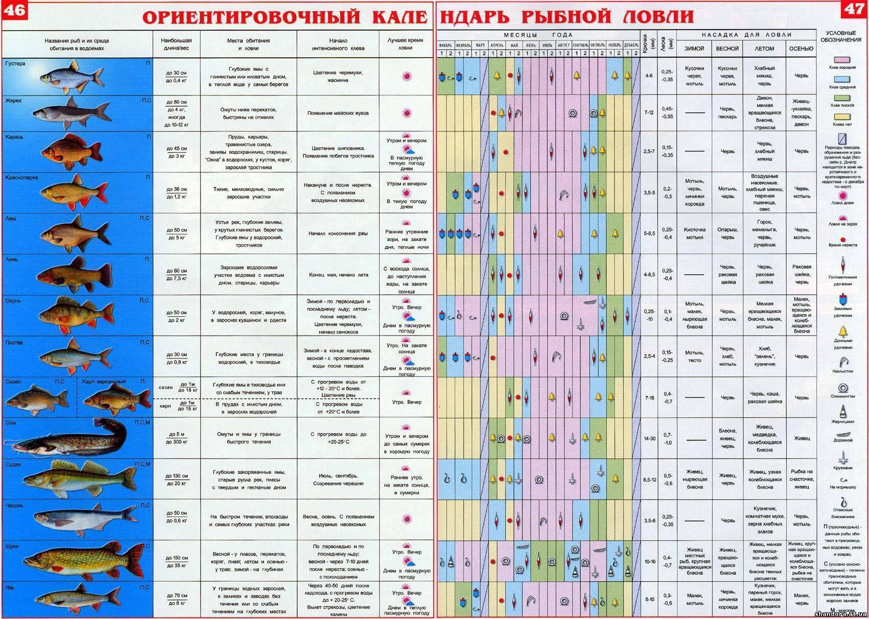 При каком давлении и какой погоде клюет щука зимой