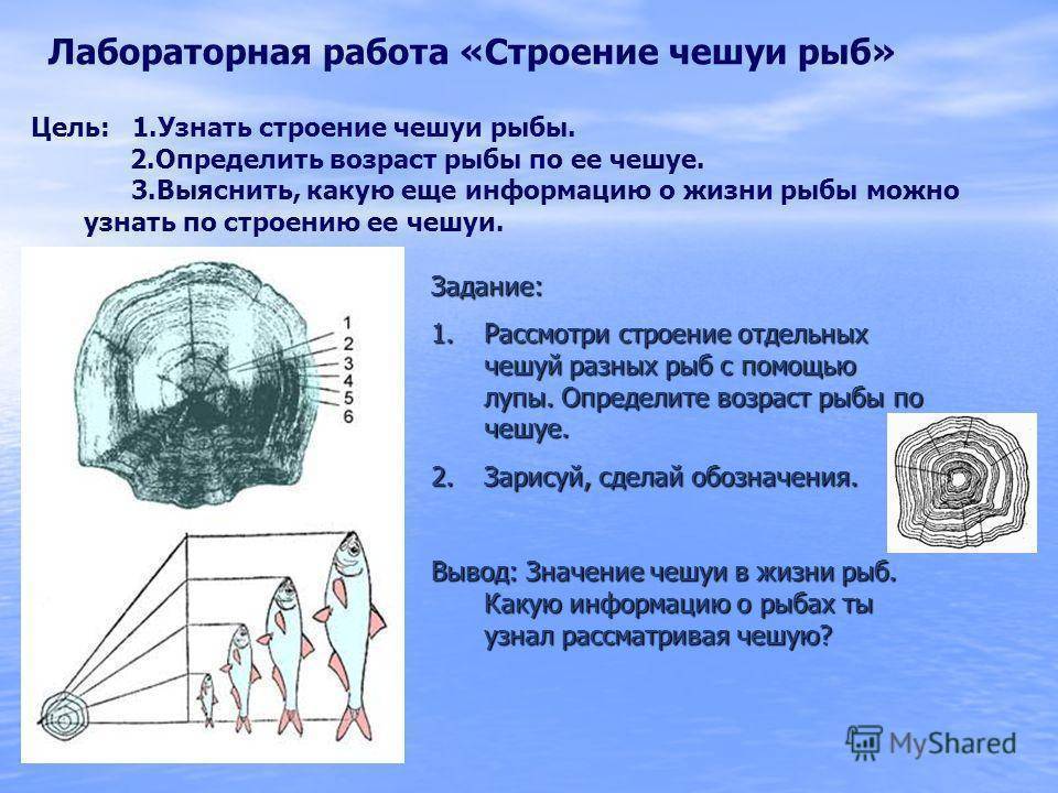 Можно ли определить возраст рыб?