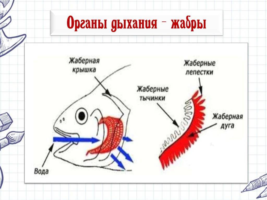 Анисимова и.м., лавровский в.в. ихтиология. строение и некоторые физиологические особенности рыб. дыхательная система. газообмен - электронная биологическая библиотека