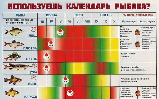 В какую погоду лучше ловить щуку: в дождь, в ветер и давлении