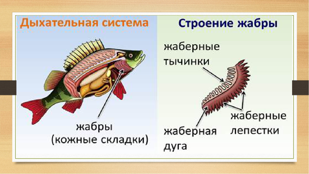 Дыхательная система рыб