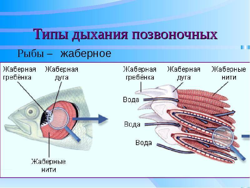 Класс хрящевые рыбы. строение, размножение, разнообразие и значение хрящевых рыб. надотряды: акулы, скаты и химеры | биология