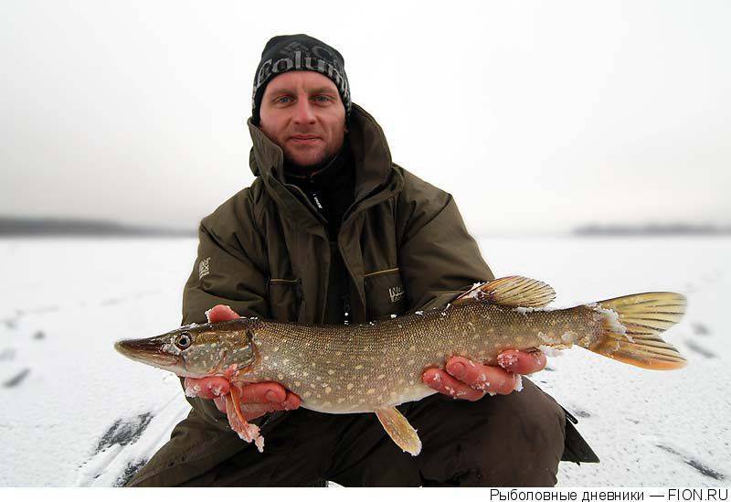 Рыбалка на рыбинском водохранилище: какая рыба водится, ловля на рыболовных базах и «дикарем»