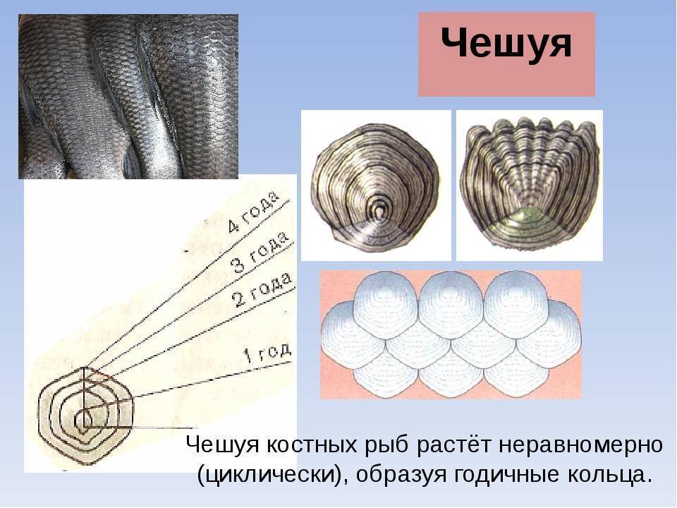 Как определить возраст щуки, хариуса, сельди, окуня, осетра