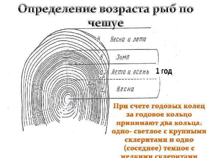 Как определить возраст рыбы по чешуе: особенности годовых колец