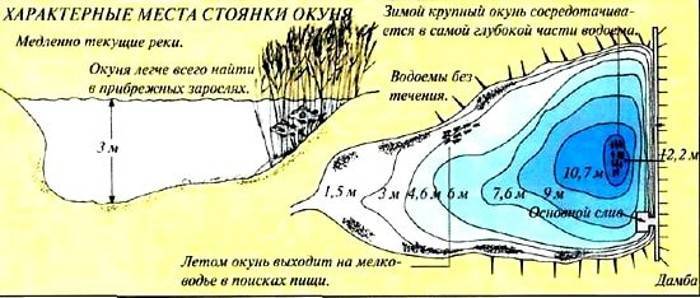 Ловля на тюльку зимой судака и берша. особенности и тактика. - на рыбалке!