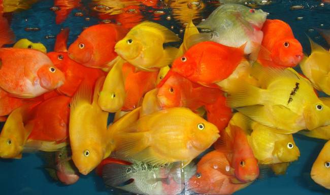 Оранда / на латыни: oranda goldfish